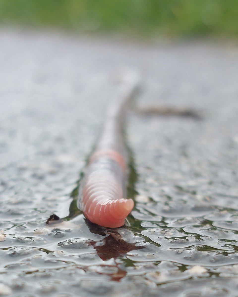 Dnes sme pozorovali dážďovky. Milujem ten spomalený čas na materskej, aj keď sa ma dnes pýtali v práci či sa nevrátim skôr asi tie tri roky dám 🤣🤣🤣. #kysuce