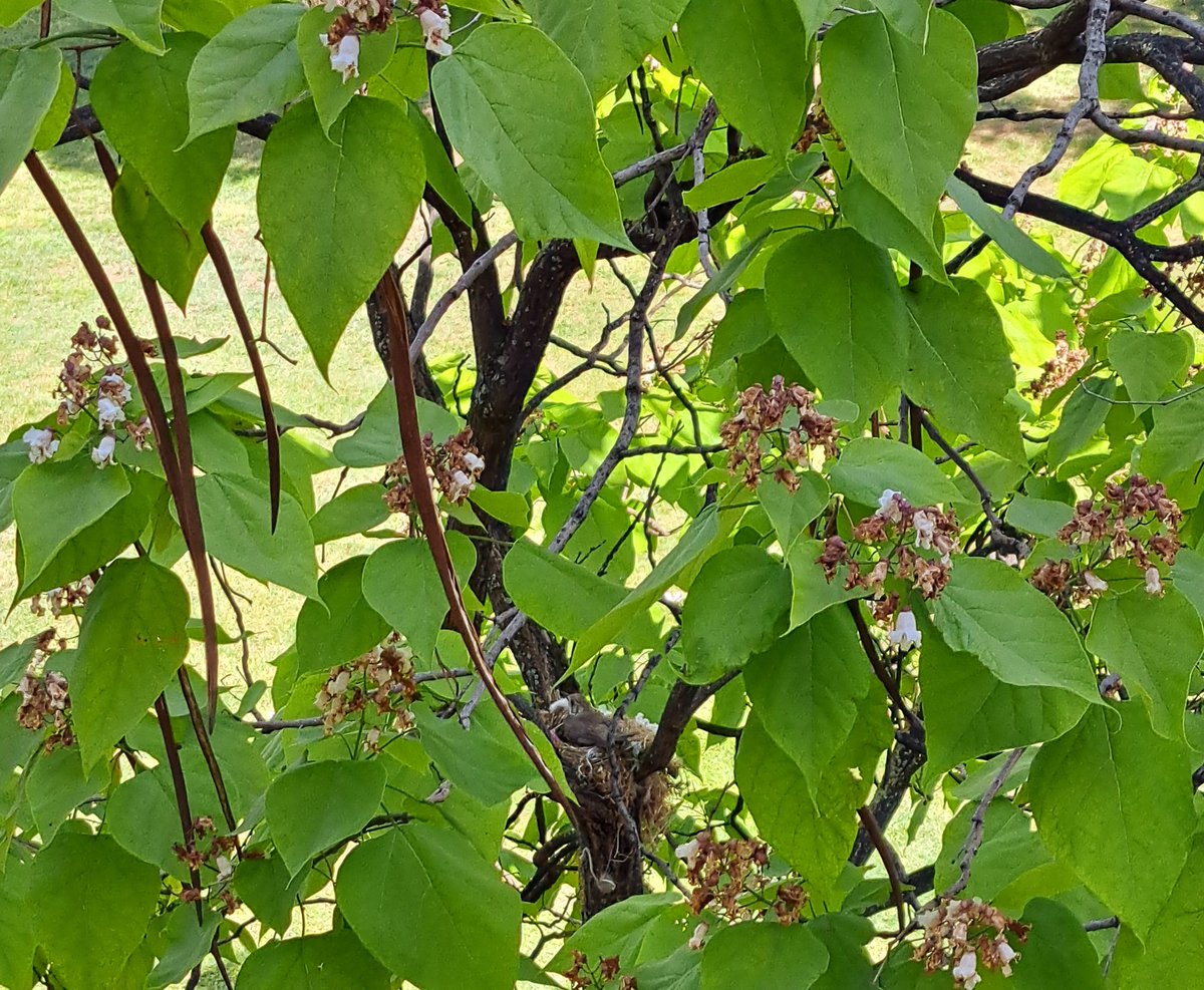 reyara53's tweet image. Seguimos con el zorzal comun.
#Aves 🐦 #Nidos 🪺