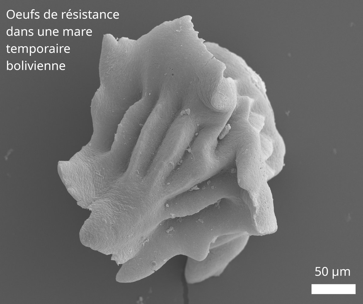 #JeudiPhoto
Il s'agit d'œufs de Montelimnadia, petit crustacé planctonique d'un nouveau genre, en cours de description. Ils résistent à des conditions extrêmes et ont été découverts dans une mare temporaire à près de 4000 m d’altitude près du lac Titicaca, en Bolivie. 📸 N. Rabet