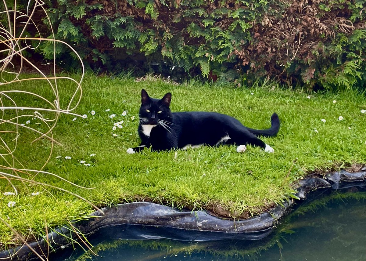 PCDA Cakes tweet media