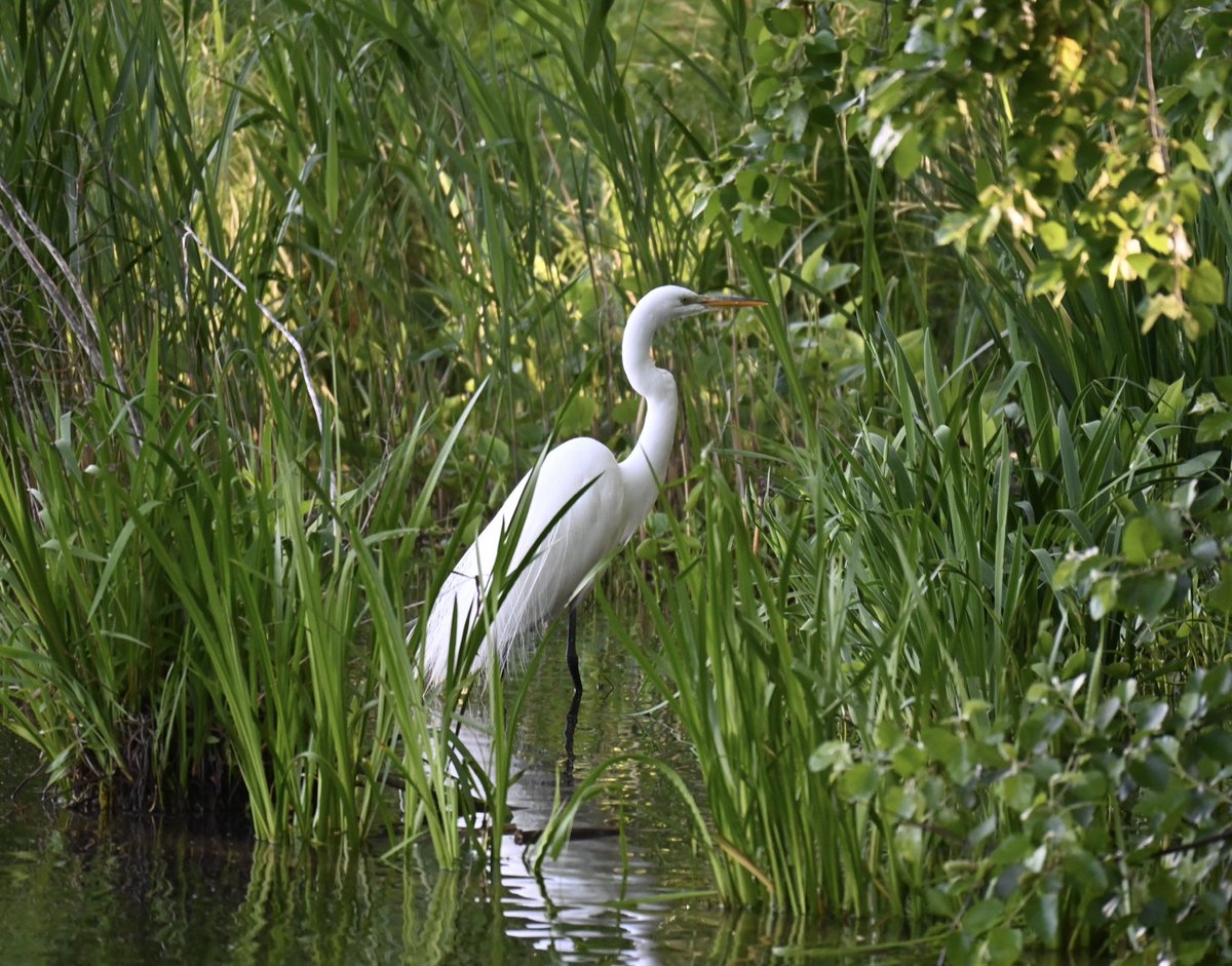 The tall grass provides a bit of camouflage - not really - for this Great Egret at Turtle pond this morning. #birdwatching #birds #egrets #birdcpp #spring #mymorningwalk #nyc