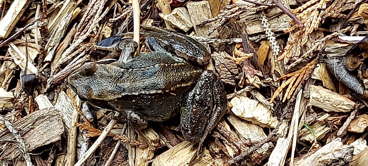 Camouflage wood frog. #FROG #wildlife #newtownmountkennedy #wicklow .