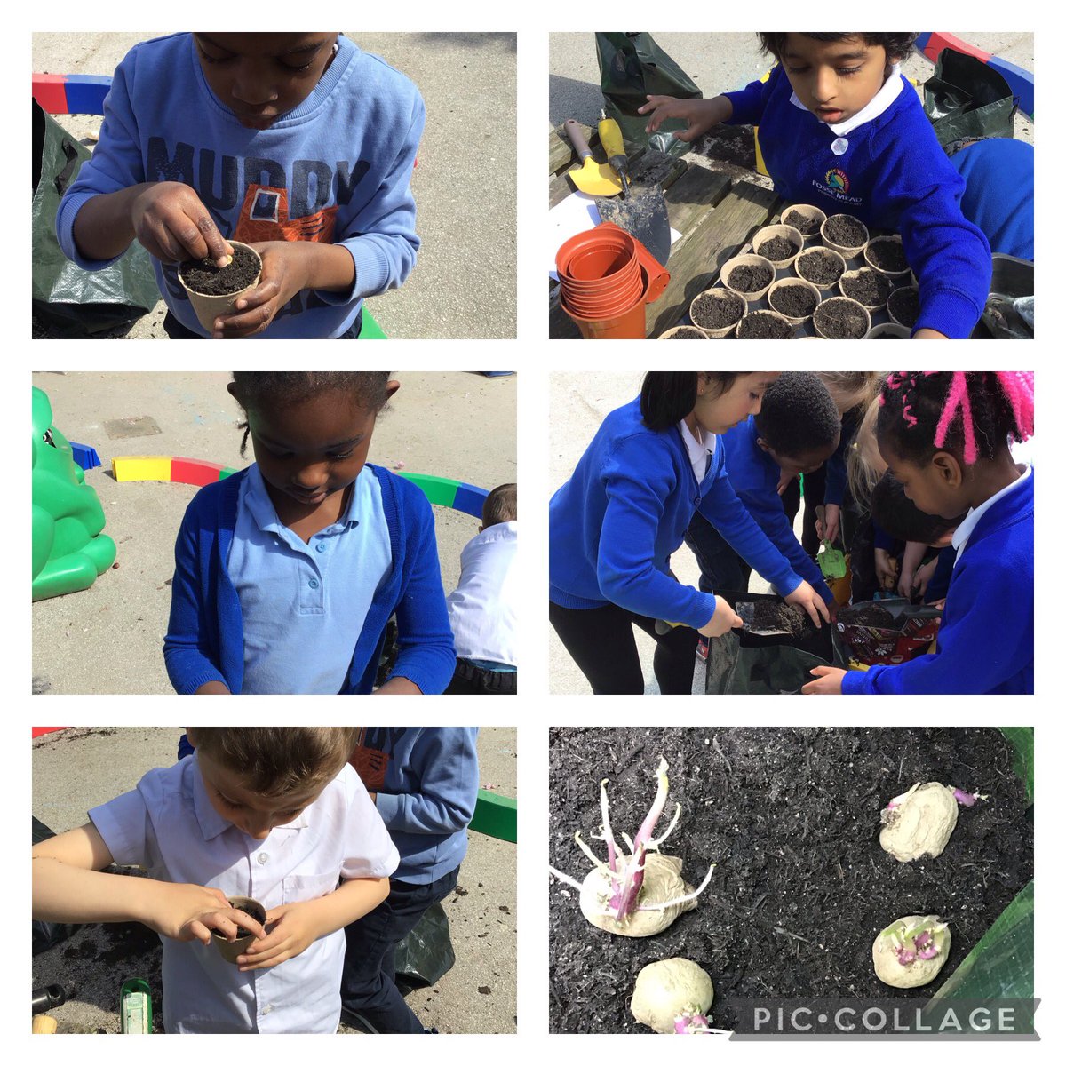 Fosse_TMET's tweet photo. F2 have been busy planting out our vegetables for our ‘Make a meal in your garden’ activity. We are growing potatoes and chives for potato salad and bonus beans that Mrs Smith had leftover from her garden! #fmeyfs #fmhealthyschools #ecoschoolslcc #fmscience #fmphse https://t.co/L8Hr4gC88u