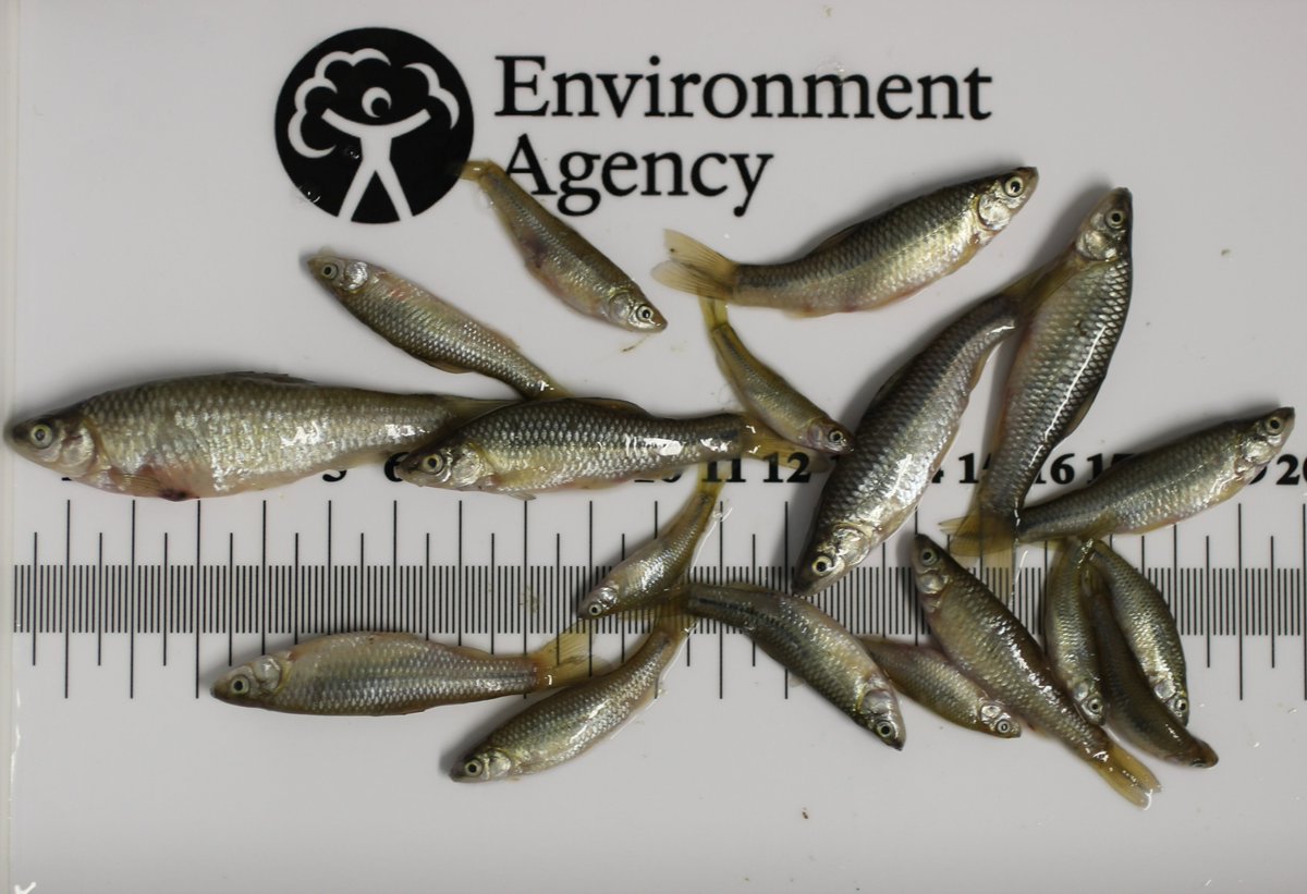 Topmouth gudgeon is a highly invasive non-native fish species and pose a significant threat to native biodiversity in our lakes and rivers. They can outcompete native species for food and resources. #INNSWeek @InvasiveSp