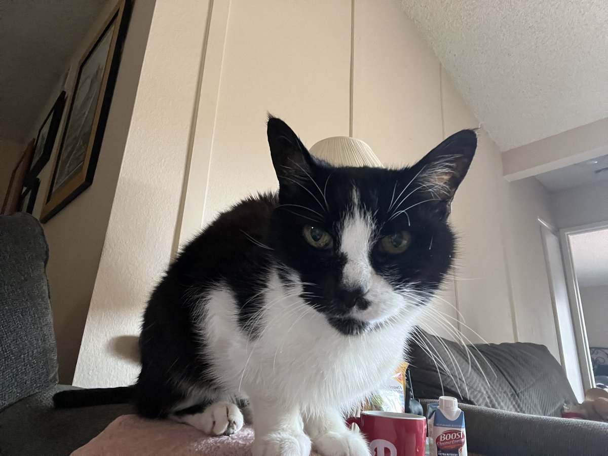 ballothecat's tweet image. Good Morning Twitter Family @GailCarangelo @Mouser33943163 @alwaysDemocrat7 @MewllerRobert mom gave me my pill this morning and I spit it up and you know what she did?!? she picked it up and gave it to me again! #HowRude