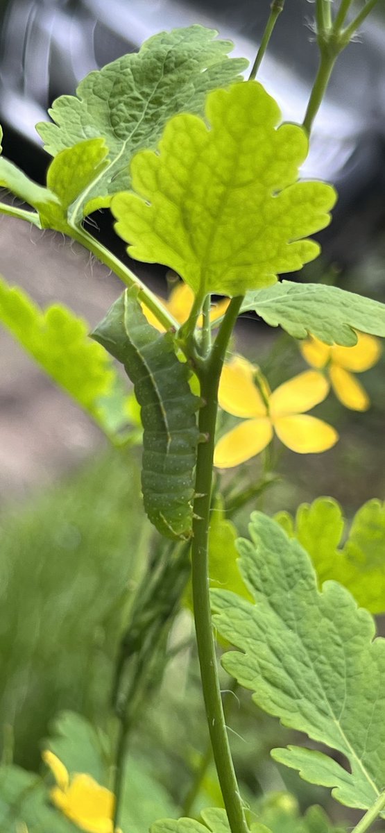 Garden friend