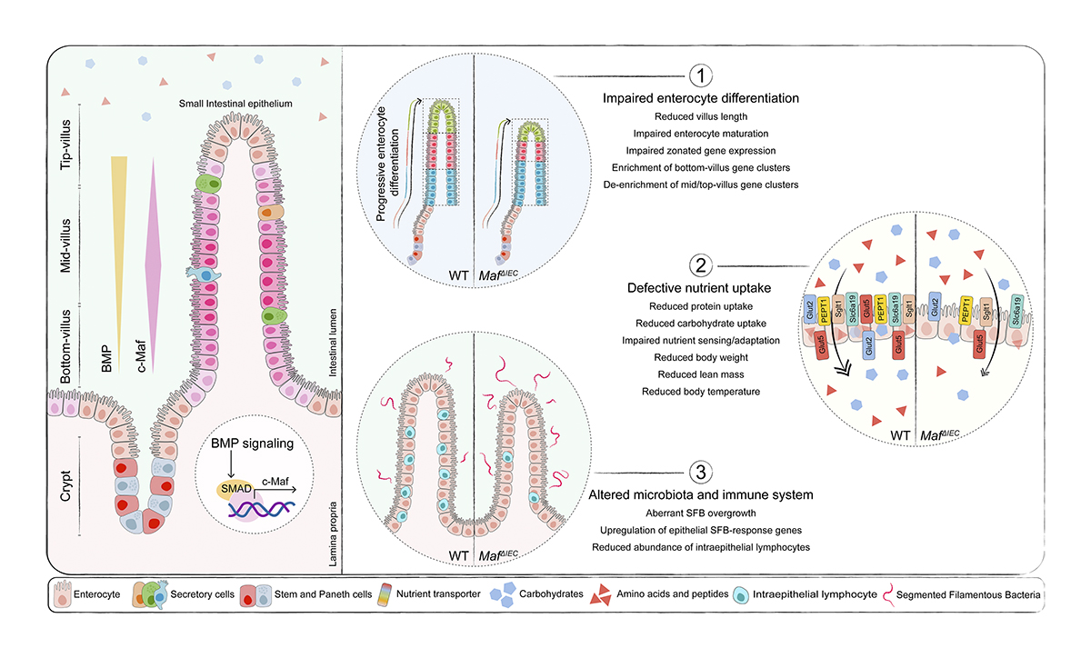 Journal of Experimental Medicine (@jexpmed) on Twitter photo .<a href="/Cata_Cosovanu/">Catalina Cosovanu</a> et al. <a href="/lab_neumann/">Neumann Lab</a> show that intestinal epithelial c-Maf expression determines enterocyte differentiation and nutrient uptake in mice bit.ly/3dnHDF8
From our #Metabolism Signaling collection bit.ly/3ppoPuF .<a href="/Cata_Cosovanu/">Catalina Cosovanu</a> et al. <a href="/lab_neumann/">Neumann Lab</a> show that intestinal epithelial c-Maf expression determines enterocyte differentiation and nutrient uptake in mice bit.ly/3dnHDF8
From our #Metabolism Signaling collection bit.ly/3ppoPuF
