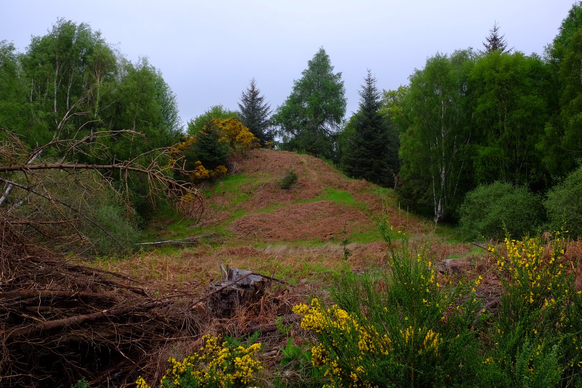 Nairnshire’s Castle Findlay (not a castle!). A small oval hill fort. Partly vitrified with clearly visible outworks. Never excavated so its stories and dates remain to be discovered. Though small, it would have been an imposing presence above the Moray Firth. #HillfortsWednesday