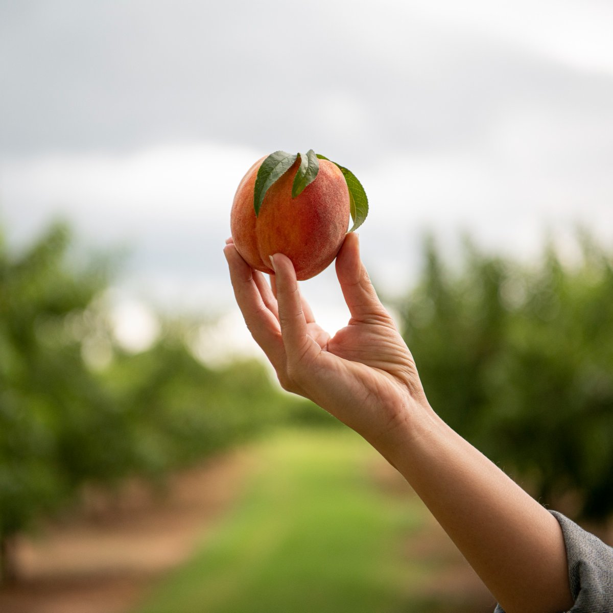 Pearson Farm tweet media