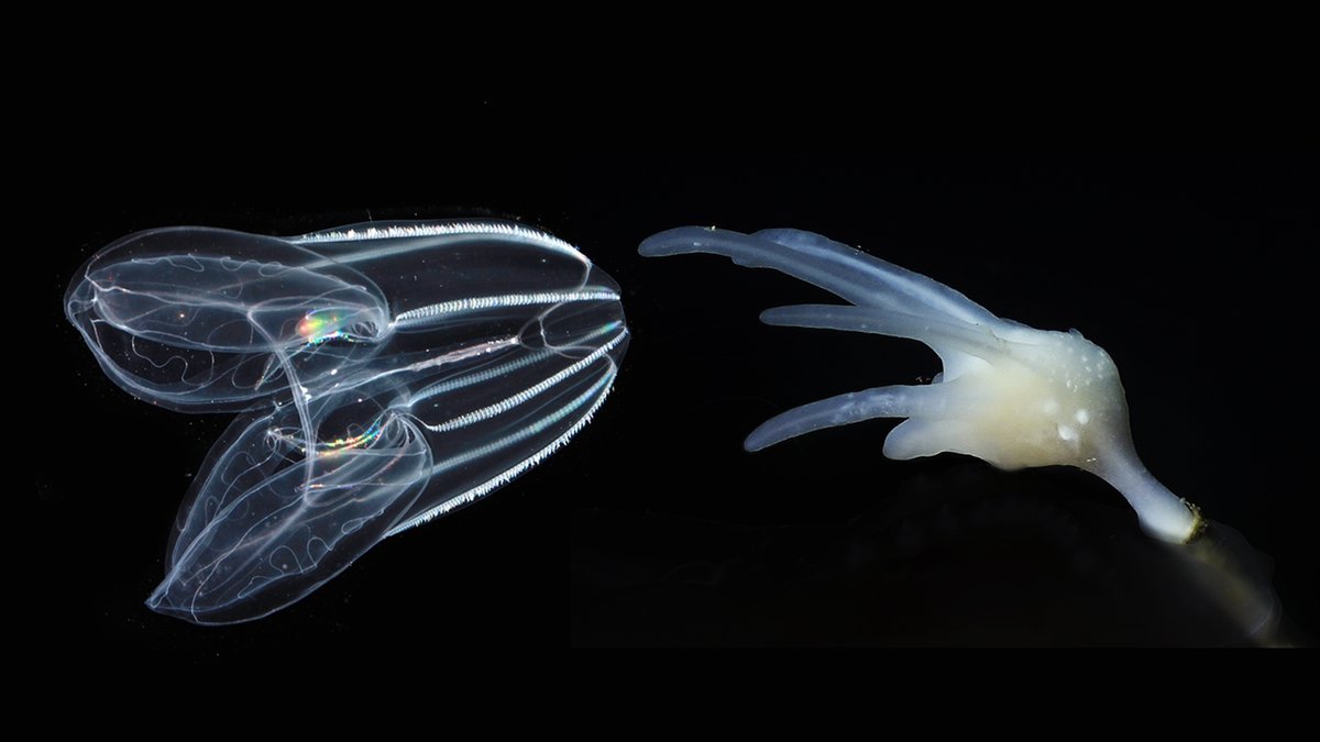 Ctenophores or sponges? We identified chromosomal changes that support ctenophores as the sister group of all other animals.

In @Nature w/ @beroe @DanRokhsar et al. Support from @MBARI_News @NSF @ERC_Research

🔗nature.com/articles/s4158…