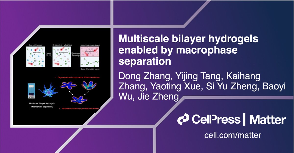 Matter_CP's tweet image. Jie Zheng and colleagues report a new working principle and fabrication strategy to construct a family of bilayer hydrogels with a seamless interface and programmable layer thicknesses by controlling spontaneous macrophase separation in #MatterIssue47! @uakron @ZJU_China…
