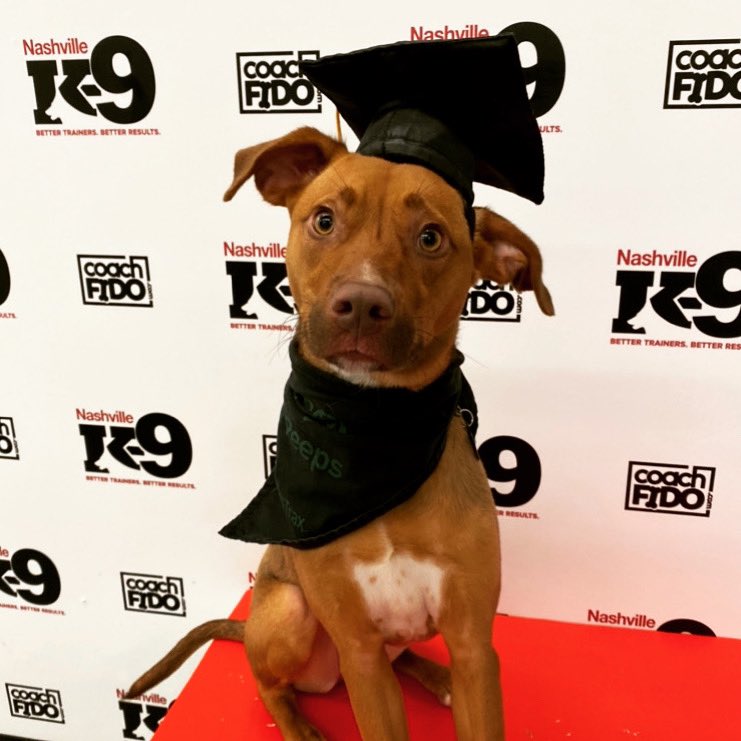 Congratulations, Ivy! You graduated!! 

#mixedbreed #dogtraining #nashville #nashvilledogtraining  #obedience #nashvilledogtrainer #positivereinforcement #clickertraining #agility #behavior #bettertrainers #betterresults #NashvilleK9