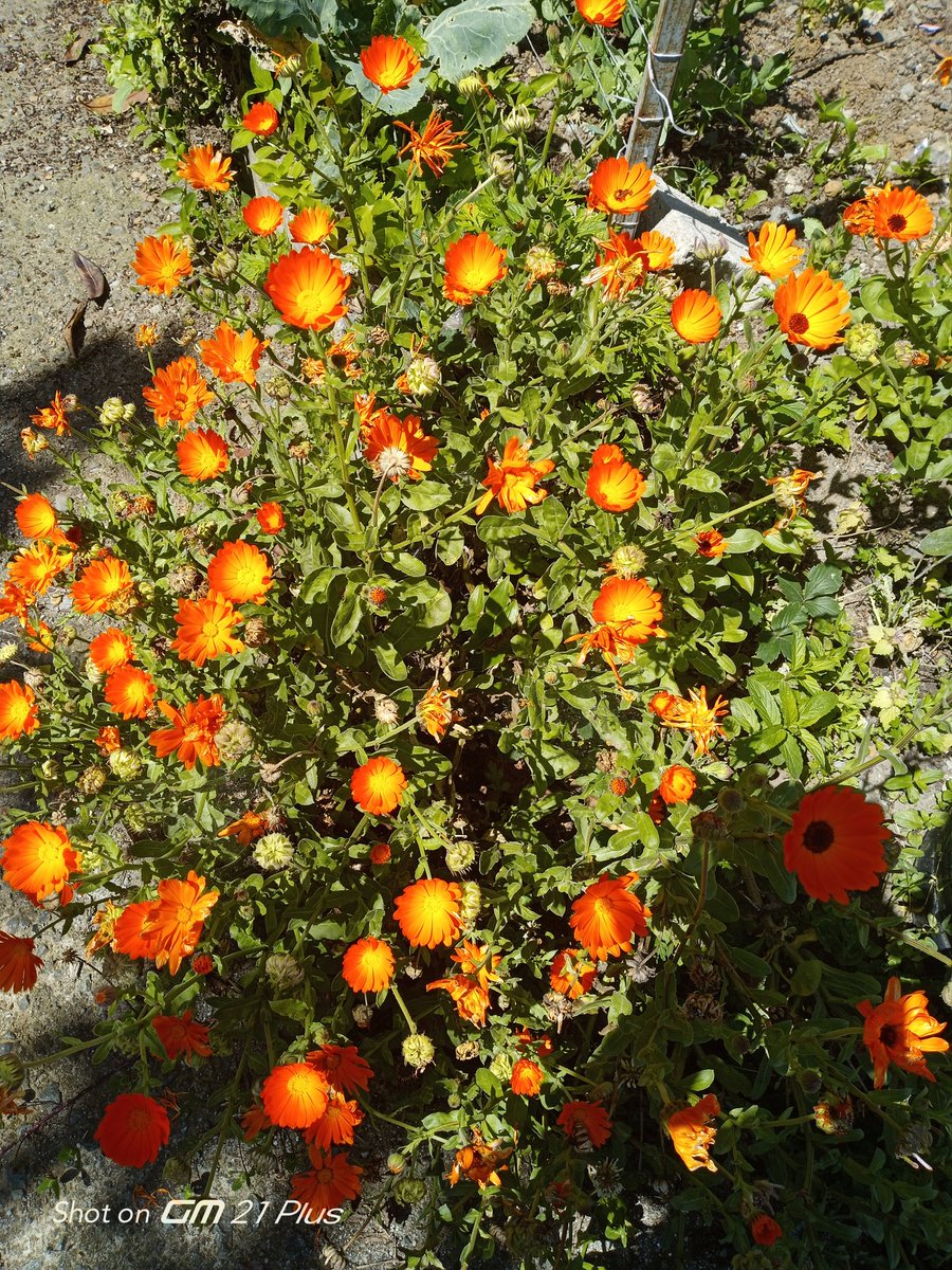 Bahçemin güzellikleri canlarıma güzellik getirsin çok güzel bir akşam olsun sevgiler