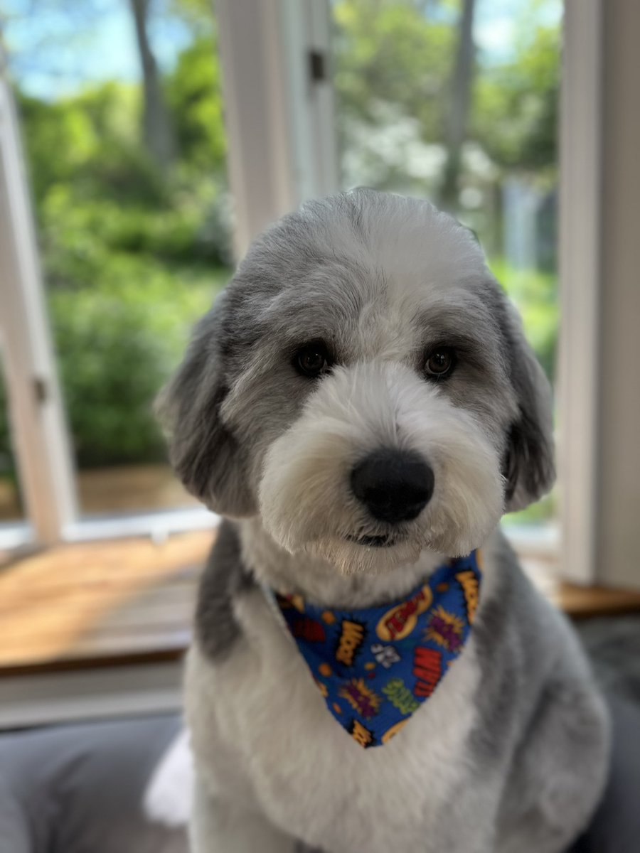 jkidston's tweet photo. Heโs back home and looking beautiful ๐ถ๐๐
#dogs #allcleanedup https://t.co/edTtbmNFHd