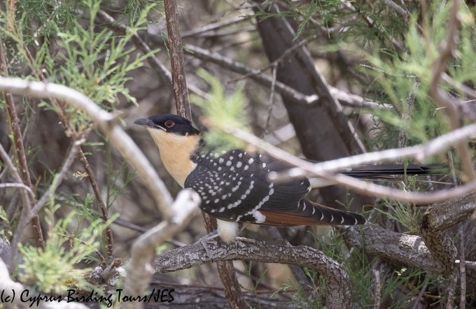 Great Spotted Cuckoo behavior