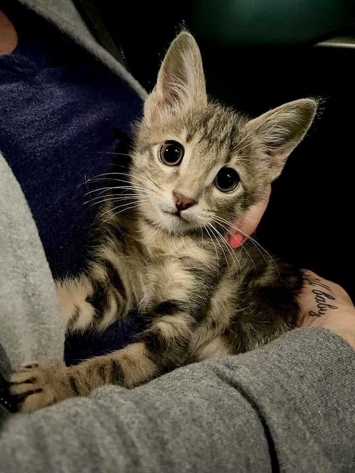 Welcome home to the adorable Green Bean!!
#soldierssavingkitties
#kittiessavingsoldiers