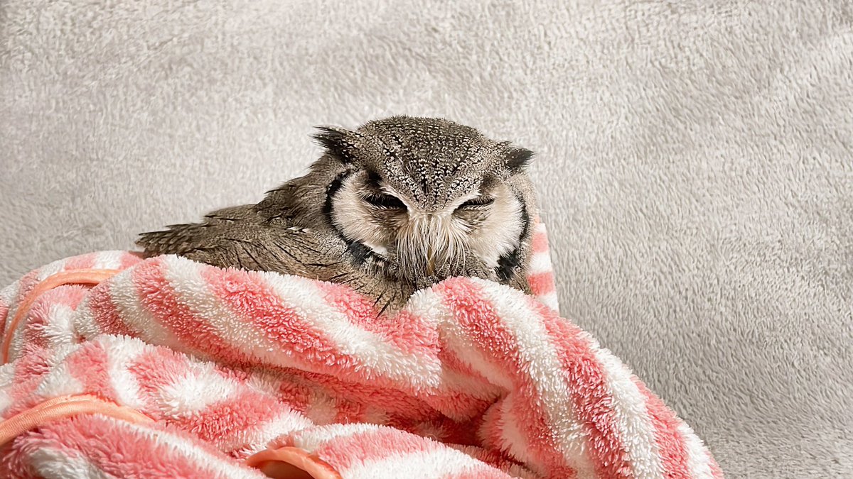 Jiji_owl's tweet photo. お気に入りのタオルで溶け中 https://t.co/tKV38qEqyJ