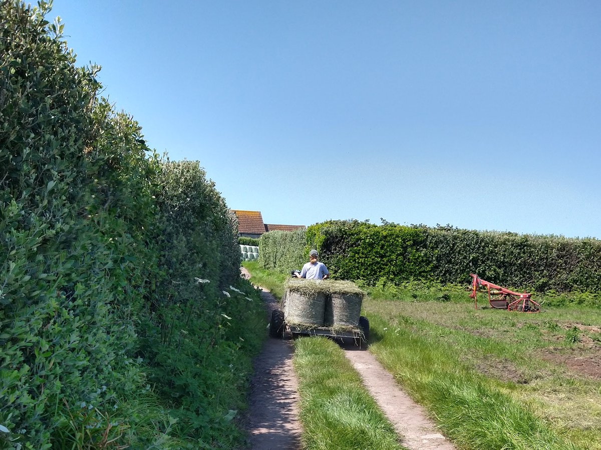 Making hay whilst the sun shines. Here at the farm we have a small herd of Ruby Red Devon cows which help with conservation grazing on St Martin's. We make our own hay to keep them going through the winter.
#sustainablefarming #stmartinsscilly #britishfarming #islandlife