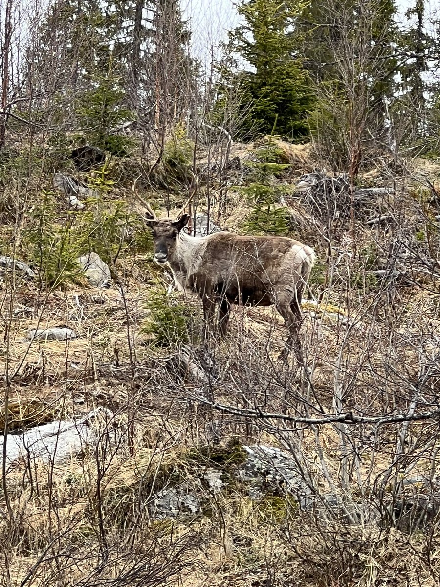 pukjem's tweet photo. Gelukt! #rendier #Zweden 🦌🇸🇪🥰 https://t.co/2XbyhZjt6x