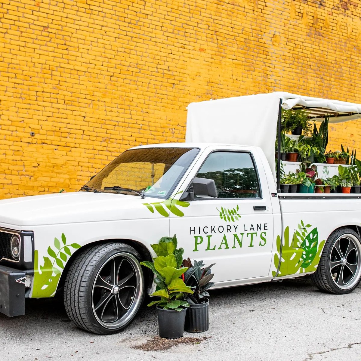 TONIGHT Hickory Lane Plants will be here!!!

Come plant shop with a pint in hand from 4-7pm!!

#hickorylaneplants #tonight #shopanddrink #plantsale #nixamo #ozarkmo #4by4brewingco