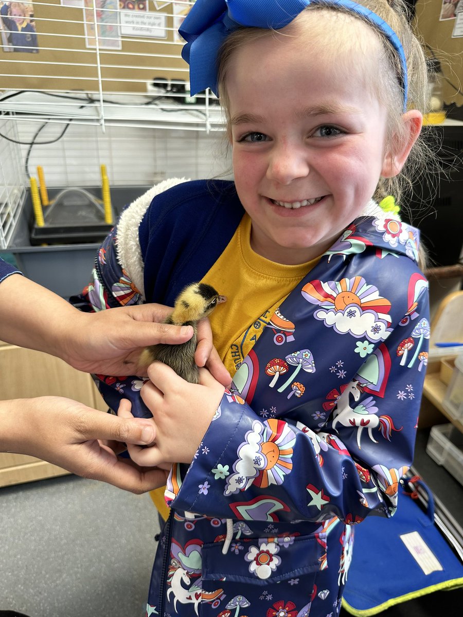 So lucky to meet the <a href="/stlukesoldham/">St Luke's CE Primary</a> ducklings todays and see one hatch right before our eyes!