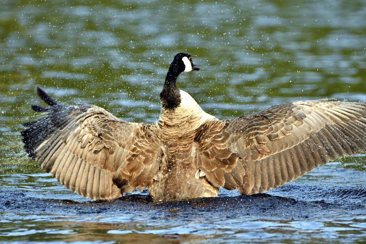 Davidc2827's tweet photo. #goose #canadagoose #wildlifelovers #bird #BirdsSeenIn2022 #birds #wildlifephotography #wildlife #springwatch #youngwildlifephotographer #birdphotography #nature #birdslover #waterbirds #geese #birdsofengland #photography #birdwatching #birding #birds_captures https://t.co/yjOoWeQwpS