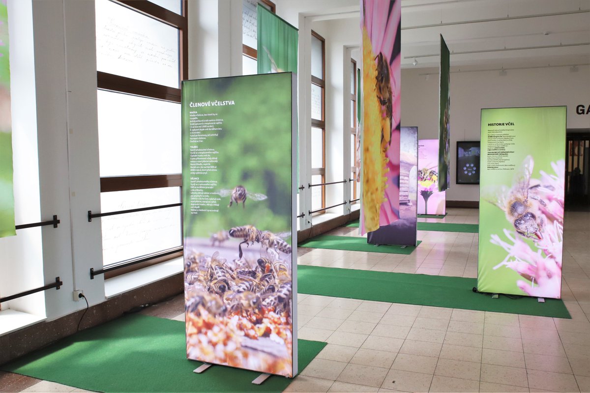 SLOinCZE's tweet photo. On 16 May @SLOinCZE in cooperation with the @OSNPraha, @zemedelske and Radovljica Beekeeping Museum, organized the commemoration of 6th World Bee Day. The guest of honour was 🇨🇿 Minister of Agriculture @ZNekula.
#WorldBeeDay, #NobeesNolife
@MZEZ_RS @MKGP_RS https://t.co/TZUQW64mvh