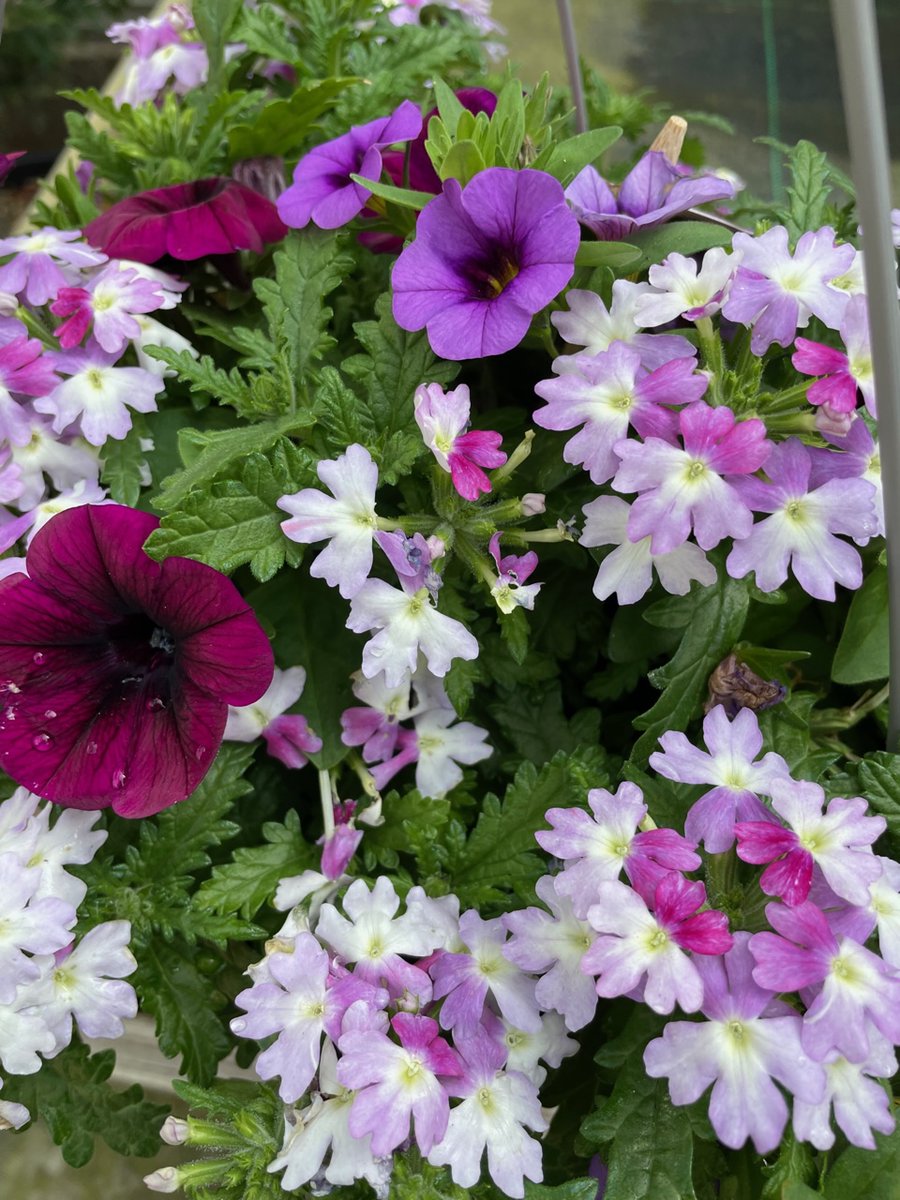 sempervirens13's tweet photo. SPECIAL OFFER
Purchase any 2
Hanging basket’s or container’s
@ £20.50 each and get a MASSIVE 25% Discount
Was £41.00 for 2
NOW ONLY £30.76 for 2
You can Mix &amp; Match
Between basket and container
From the £20.50 each ranges

Available while stocks last! Don’t miss out! https://t.co/FdkbCiVS69