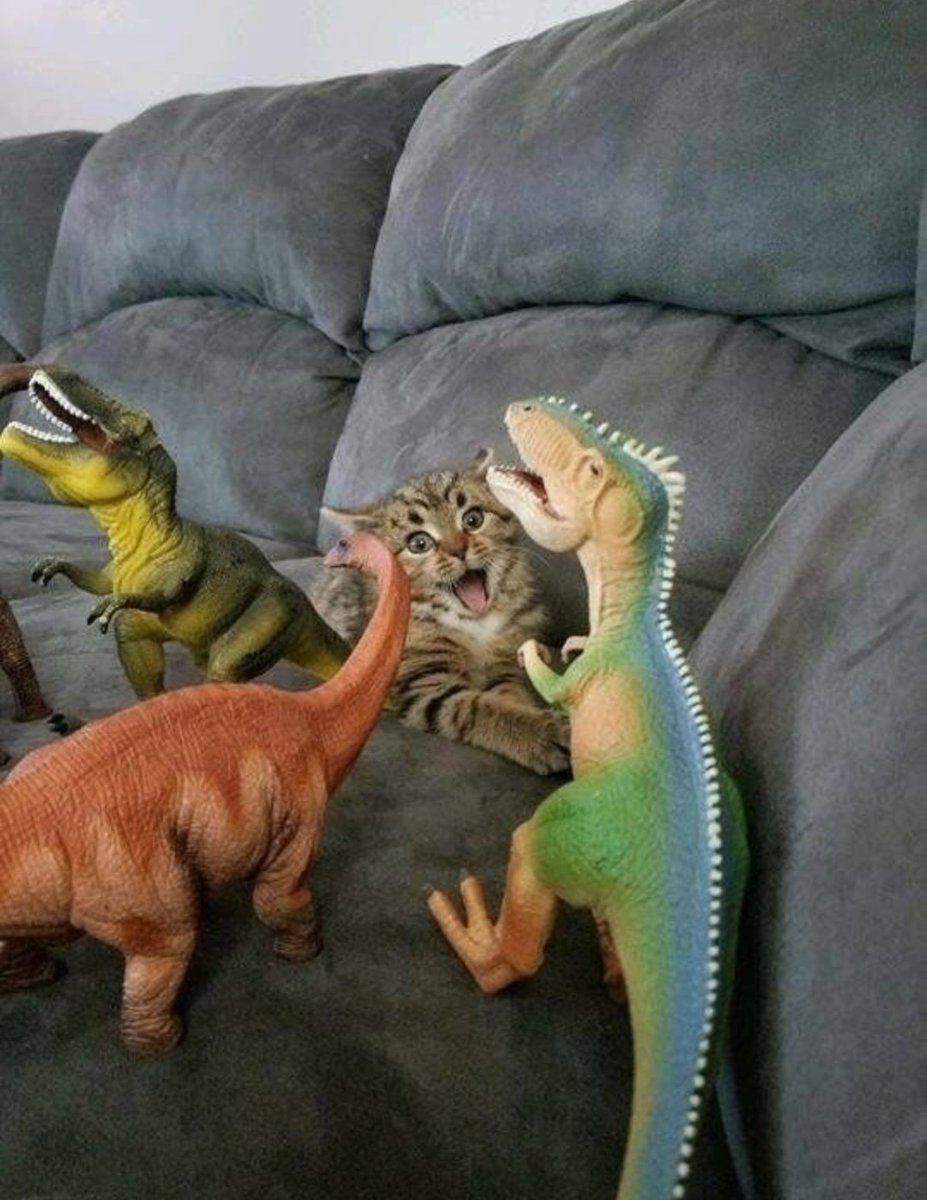 A culpa é do Miau 🐈‍⬛ (@culpadomiau) on Twitter photo 