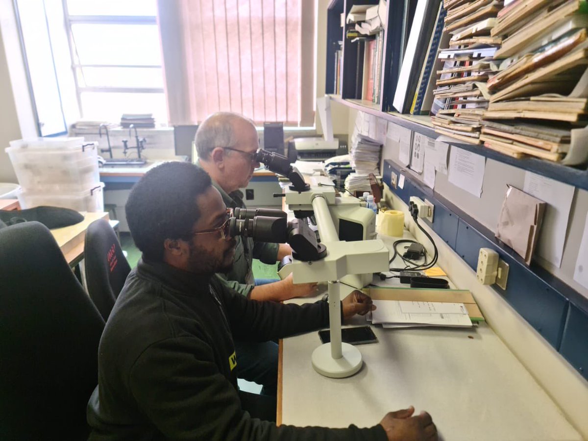 Omar Siddiqi MD MPH (@o_siddiqi) on Twitter photo One of the best things about the <a href="/Fogarty_NIH/">Fogarty at NIH</a> Brain Disorders grant mechanism is the capacity building piece. Here Dr. Sergio Muwowo of <a href="/mohzambia/">Ministry of Health Zambia</a> <a href="/ZINCAREZambia/">ZINCARE</a> is training under Dr. Dan Zaharie of <a href="/StellenboschUni/">Stellenbosch University</a> to become Zambia’s first neuropathologist. One of the best things about the <a href="/Fogarty_NIH/">Fogarty at NIH</a> Brain Disorders grant mechanism is the capacity building piece. Here Dr. Sergio Muwowo of <a href="/mohzambia/">Ministry of Health Zambia</a> <a href="/ZINCAREZambia/">ZINCARE</a> is training under Dr. Dan Zaharie of <a href="/StellenboschUni/">Stellenbosch University</a> to become Zambia’s first neuropathologist.
