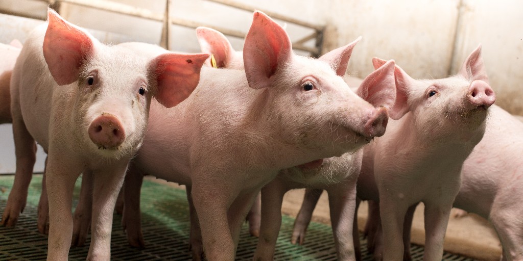 #HotOffThePress: An emerging deltacoronavirus that infects pigs 🐷 may be able to spread to humans and poultry. Researchers from @OSUANSCI, @CFAES_OSU Center for Food Animal Health, and @OSUVetCollege are working to understand the risks it poses. READ: bit.ly/41nO1iC