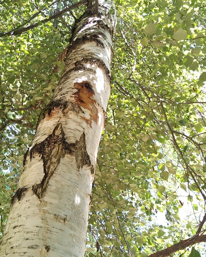 🪲🏡🌳Join us for two Webinars today at 9am PDT: impacts of bronze birch borer and five spined ips beetles on PNW urban forests ift.tt/MjqaAcv instagr.am/p/CsWQvI8RBKw/