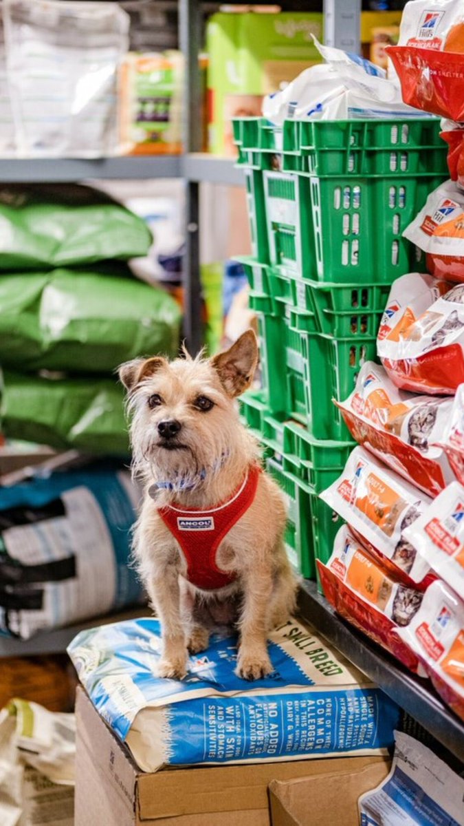 AnnetteBadland1's tweet photo. Did you know there are food banks for your pets???!
GO TO THE #THEBLUECROSS site. 
WOOF!MEOW!SQUEAK! https://t.co/gaofzTXEGd