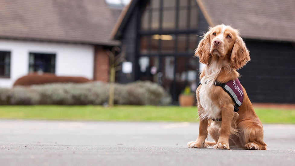 Fancy joining the Hearing Dogs team? 🐶

We are currently recruiting for a number of positions across the Charity.

You can find out more information here >> hearingdogs.org.uk/careers/