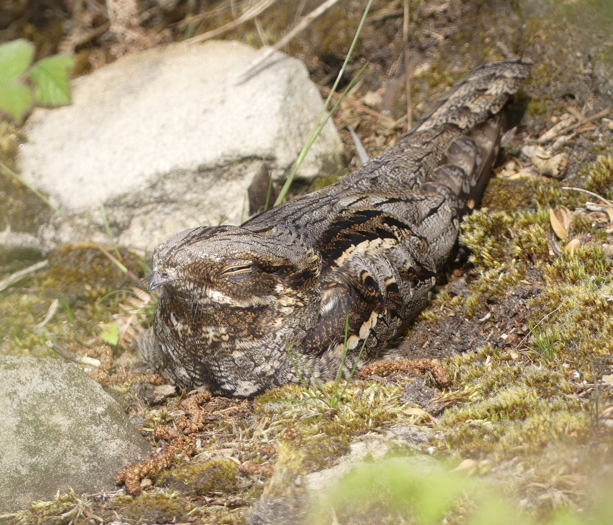 Steve Thorogood (@stevethorogood8) on Twitter photo My first daytime nightjar. On patch. Don’t you just love springtime! <a href="/GlosBirds/">Glos Bird News</a> <a href="/gloswildlife/">@Gloucestershire Wildlife Trust</a> My first daytime nightjar. On patch. Don’t you just love springtime! <a href="/GlosBirds/">Glos Bird News</a> <a href="/gloswildlife/">@Gloucestershire Wildlife Trust</a>