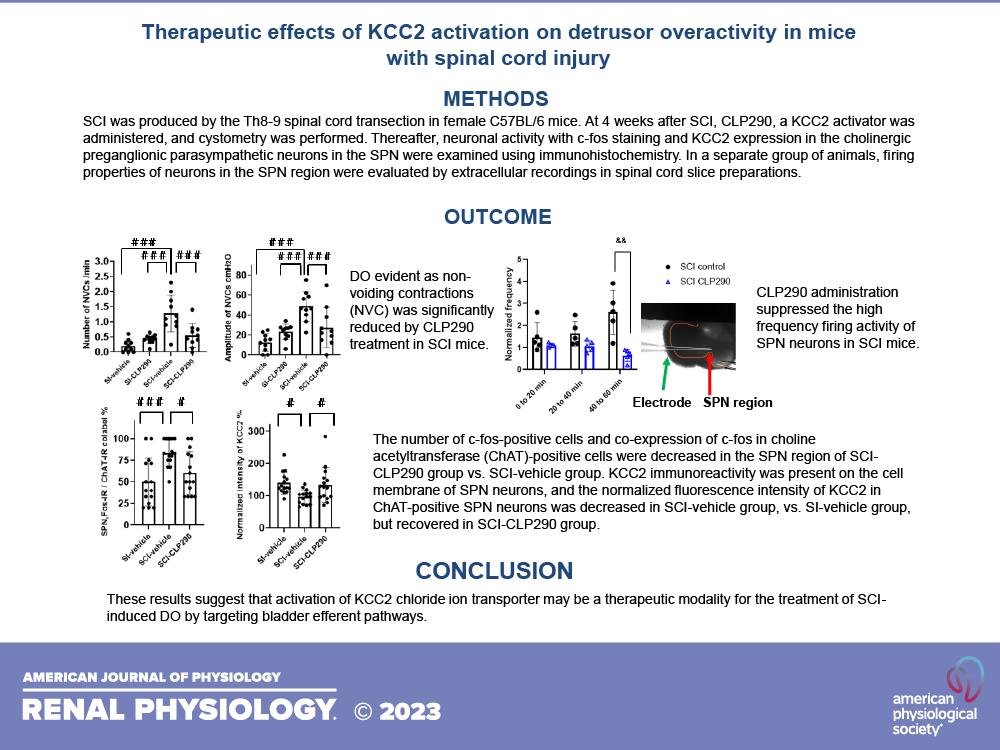 AJPRenal's tweet photo. Therapeutic effects of #KCC2 chloride transporter activation on #detrusor overactivity in mice with #SpinalCordInjury
⌨Kyohei Watanabe, et al.
https://t.co/OqFS5L1Kbm
#AJPRenal #EfferentNerve https://t.co/Gjs5MjTMHZ