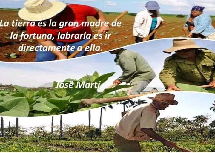 CubanaToledo's tweet photo. Muchas felicidades a nuestros campesinos q antes las dificultades se crecen dando importantes y decisivas respuestas al llamado de la  patria poniéndole manos y corazón a la tierra.#DiaDelCampesino #CubaEsAmor  #AduanadeCuba https://t.co/tkJF1W1Kd0