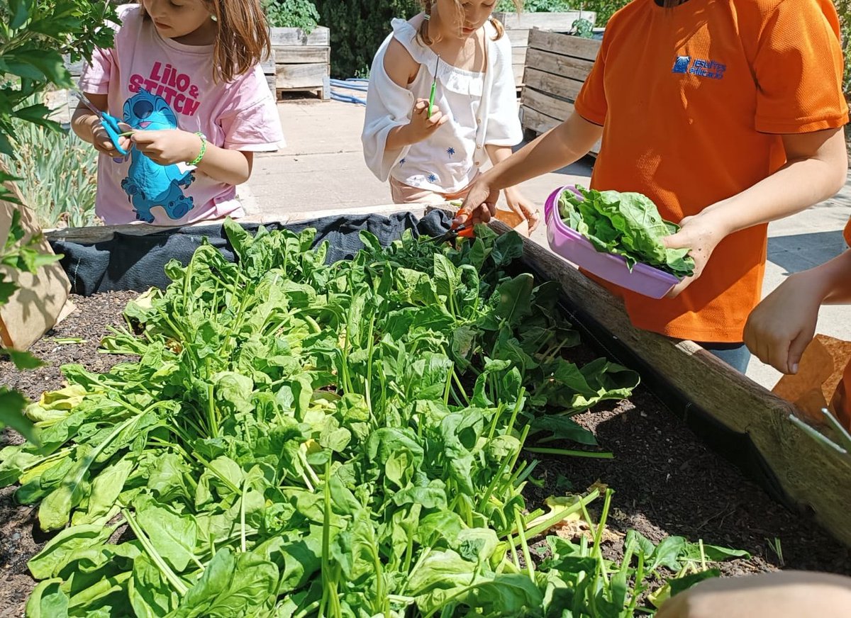 acirerasi's tweet photo. Espinacs collits! I tot el procés seguit, plantem, cuidem i collim! Estem contents avui dia internacional de la horticultura. #jelleida @JesuitesEdu #laCarmeilhort #ambientspin #pin1 #pin2 @AMPA_CLAVER https://t.co/D4XFZsKzS5