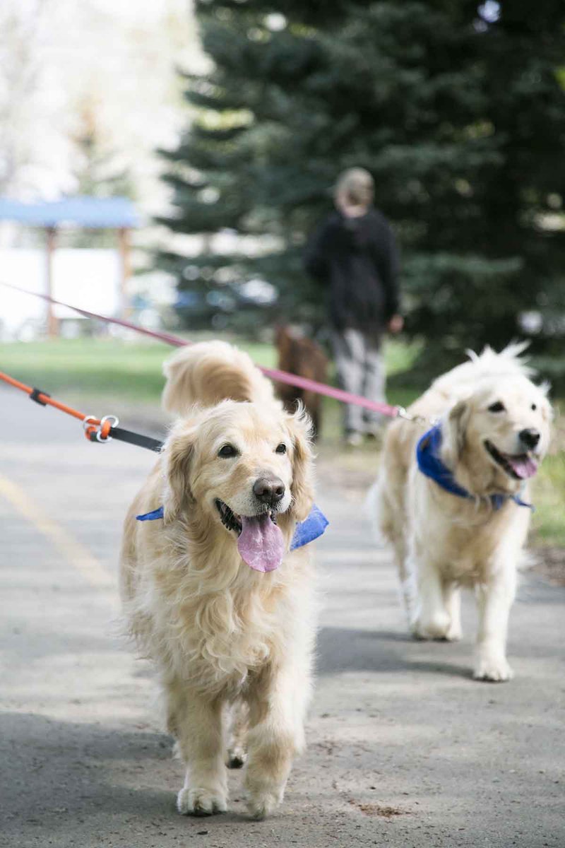 OVC Pet Trust tweet media