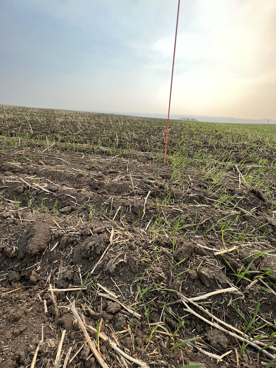 Randi Kuriga tweet media