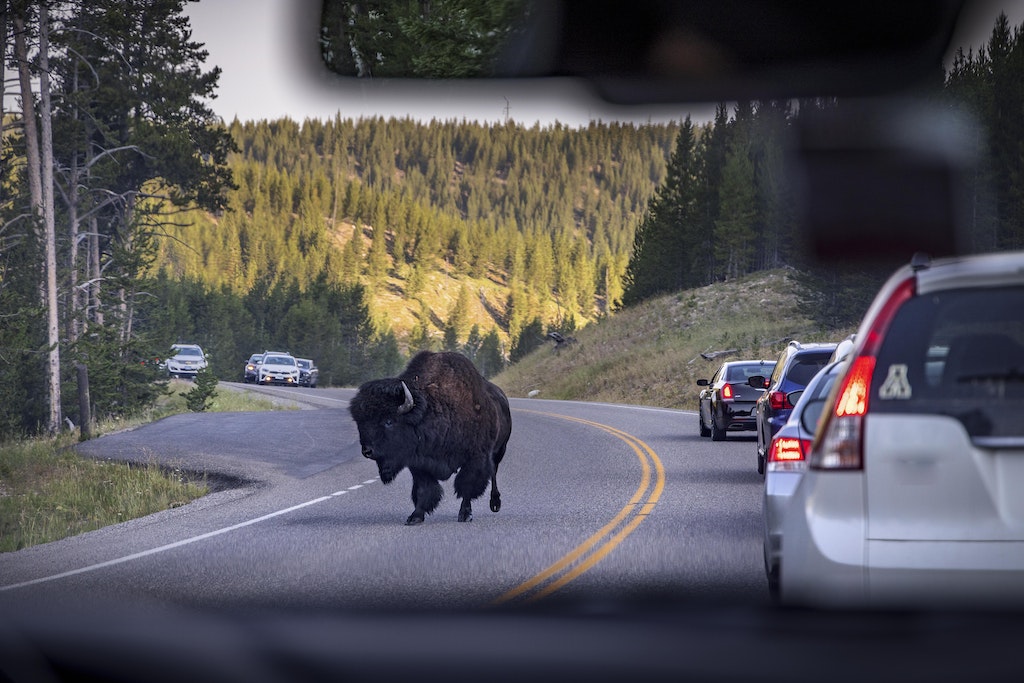 You won't soon forget taking any of these #roadtrips in Yellowstone National Park. #lifeisahighway  cpix.me/a/169730664