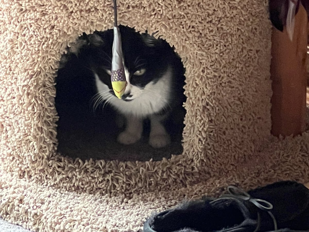 ballothecat's tweet photo. What makes you think I’m up to something? #InnocentKitty. #CatCave. https://t.co/NCahdVcHYf
