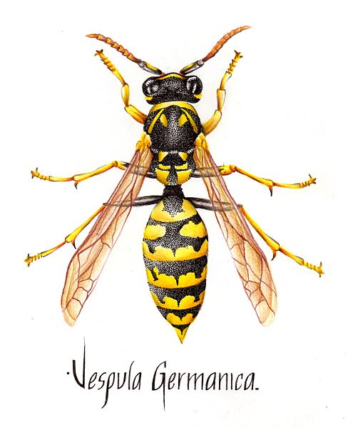 ‼️ Compartimos encuesta sobre percepción de la presencia de avispas chaqueta amarilla (Vespula germanica) en áreas silvestres protegidas del Estado y privadas, trabajo liderado por Cecilia Smith, investigadora #IEB. Detalles👇
ieb-chile.cl/noticia/encues…