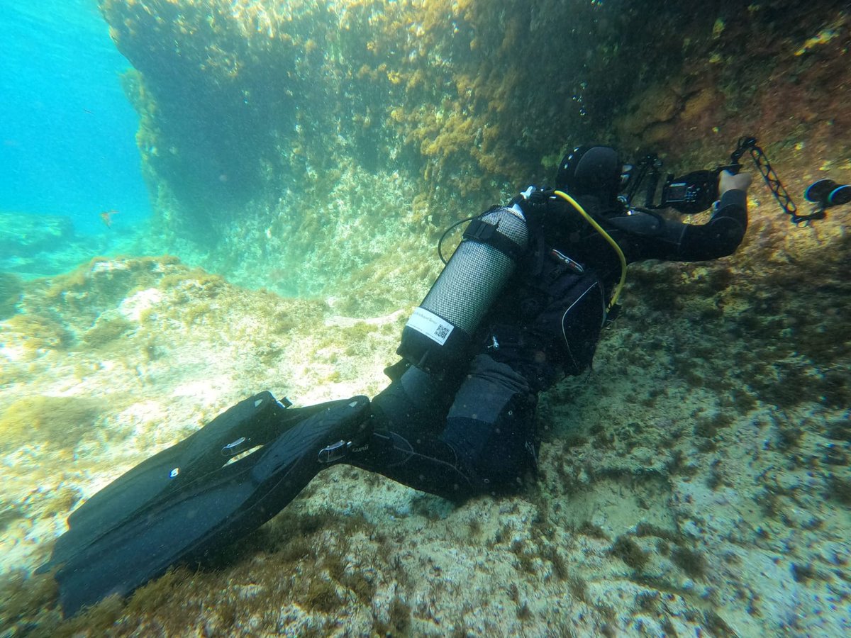 HFF Lebanon tweet media