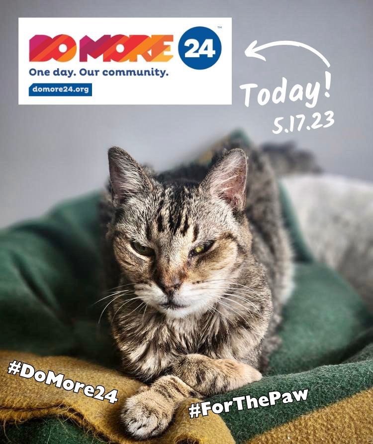 DMV/DC Metro area! Why are you donating today for #DoMore24? 

For us, it’s about 17 year old Freckles, the oldest cat at our no-kill sanctuary - isn’t she gorgeous?

24 hours. One day. One community. So many reasons to care. Donate: domore24.org/ruderanch. Or RT! #ForThePaw