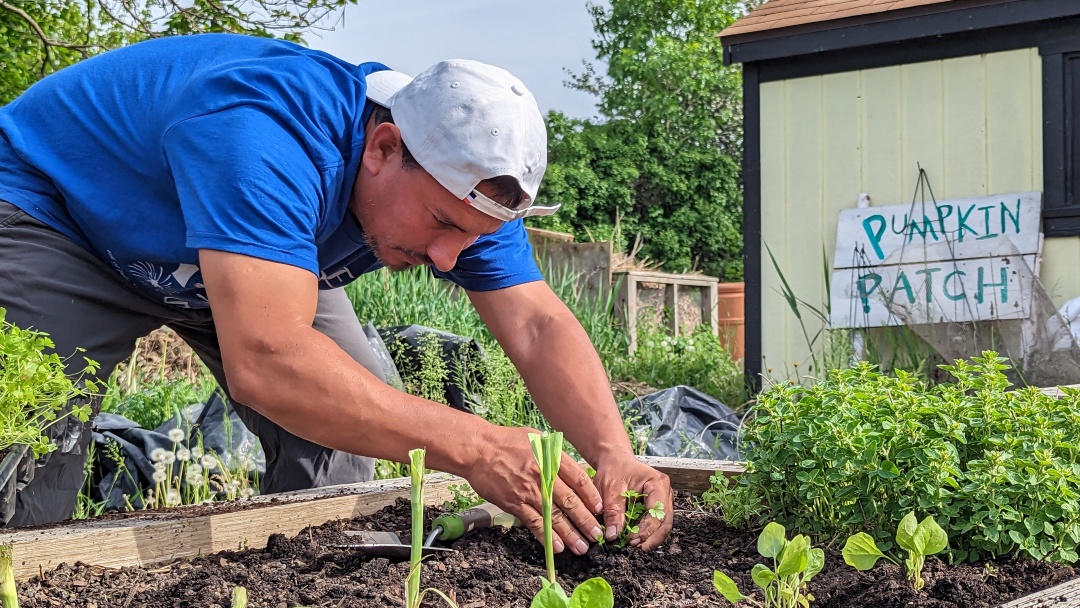 BlockClubCHI's tweet photo. Venezuelan refugees living in a South Side police station have found peace by volunteering at a community garden nearby. 🪴 https://t.co/eiNyFPN6Ay https://t.co/e7HxdaGIKA