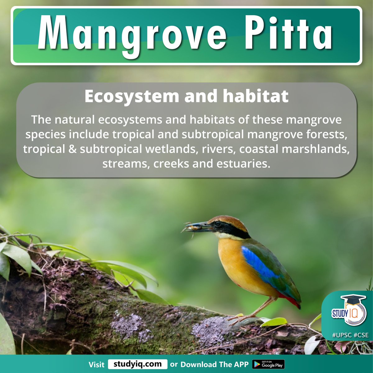 Mangrove Pitta

#mangrovepitta #birds #coastal #odisha #browncrown #whitethroat #iucn #bangladesh #myanmar #thailand #malaysia #singapore #indonesia #bhitarkanika #westbengal #naturalecosystems #mangroveforests #wetlands #rivers #upsc #cse #ips #ias