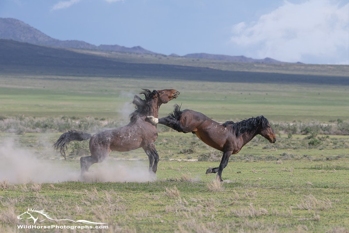 #WildHorseWednesday Ever wonder about the origin of the term #HorsePlay?

Find Prints: fon-denton.pixels.com/featured/follo…

#WildHorse #Horse #Horses #Mustangs #SpringIntoArt #AYearForArt #WallArt #InteriorDecor #Gifts #Desert #Equine #BuyIntoArt #TheArtDistrict #HorseLover #PhotographyIsArt