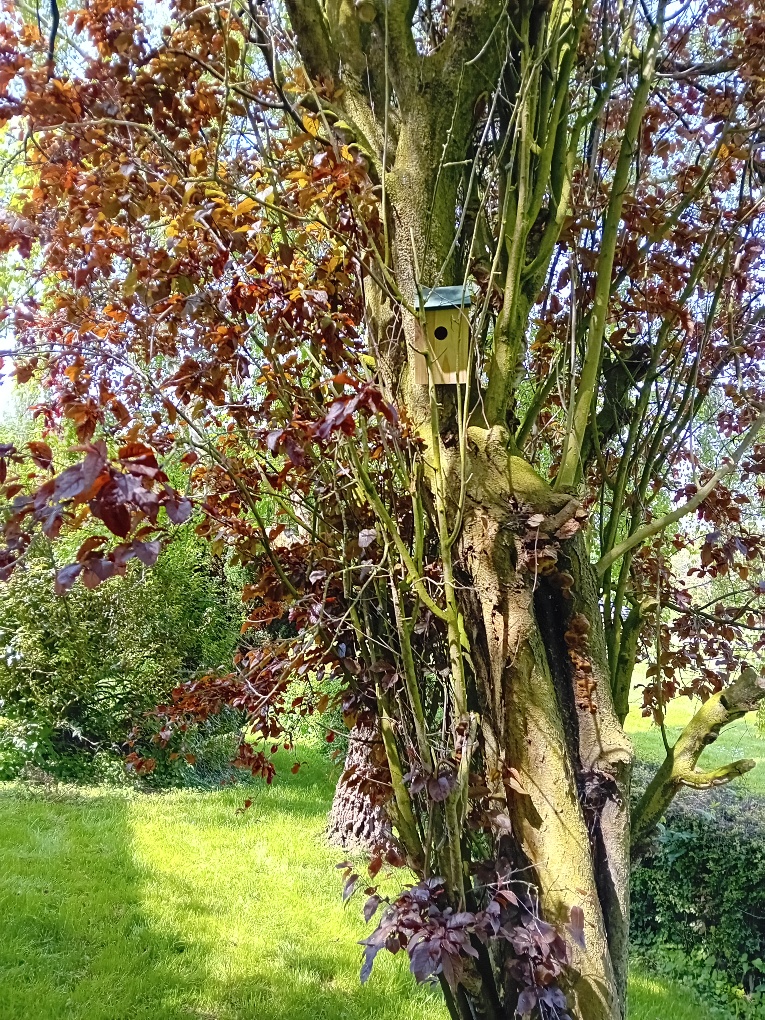 DavMethodist's tweet photo. Last Sunday @DavMethodist  Young Church put up bird boxes, a bird feeder, a bee hotel and planted plants &amp; seeds for butterflies. They are looking forward to welcoming more insects and birds to the church grounds and helping the church become more Eco friendly. #ecochurch https://t.co/LQmEr2IKbt