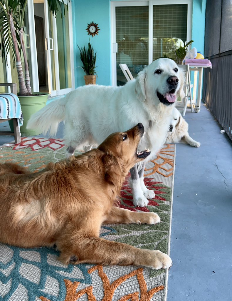 TheGoldenRatio4's tweet photo. We lost Voods a year ago today. I miss that pinto bean so much and cry over him almost every day. May we all be so lucky as to have a weirdo like him in our lives, even if his stay is far too brief 🤍 https://t.co/O5rwTb4n4S